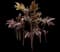Peony (Paeonia) — design image 10