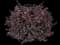 Red Diamond™ Midsize Loropetalum — design image 1
