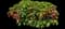 Chenille plant — design image 1