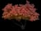 Tatarian Maple — design image 2