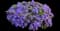 Fan Flower (Scaevola) — design image 4
