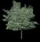 Eastern Redbud Tree — design image 1
