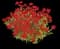 Cherry Lemonade coreopsis — design image 1
