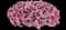 MiniFamous® Neo Double Pink 24 Calibrachoa — design image 1
