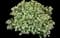 Caucasian Stonecrop — design image 1
