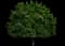 Emerald Queen™ Norway Maple — design image 4
