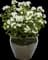 'Opening Act White' Phlox — design image 2