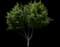 Citrus Tree — design image 2