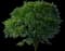 Drake Chinese Elm Tree — design image 1
