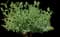 Honeybee™ Honeyberry Bush — design image 1