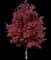 Brandywine Red Maple — design image 2