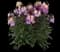 Brightside™ Purple Glow wallflower — design image 1