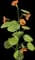Nasturtium — design image 1