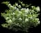 Dwarf Radicans Gardenia — design image 1