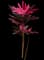 'Red Sister' Cabbage Palm — design image 17