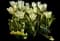 Tulip 'Exotic Emperor Fosteriana' — design image 1