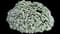 Candytuft (Iberis sempervirens) — design image 4