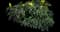 Compact Oregon Grape — design image 4