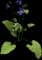 Field Pansy — design image 1