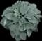 Blueberry Muffin Hosta — design image 1
