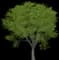 Amur Corktree — design image 3