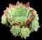 Hens & Chicks Plant — design image 1