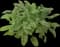 Woodland Sage — design image 9