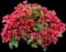 Crimson Kisses® Weigela — design image 1