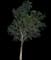 Buttonwood — design image 1