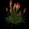 Red Hot Poker (Kniphofia) — design image 1