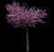 Eastern Redbud Tree — design image 4