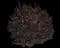 Chinese Fringe Flower - Loropetalum — design image 2