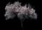 Mt. Fuji Flowering Cherry — design image 4