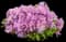 Encore Azalea — design image 1