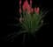 Red Hot Poker (Kniphofia) — design image 9
