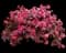 Jazz Hands® Pink Chinese fringe-flower — design image 1