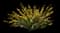 Sister Disco® Scotch Broom — design image 1