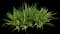 Asiatic poison lily — design image 13