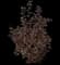 Ninebark (Physocarpus opulifolius) — design image 8