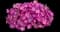 Cascadias™ Fantasy Hot Pink Improved Petunia hybrida — design image 1