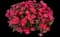 Mega Pazzaz™ Fuchsia Purslane — design image 1