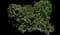 Indian Hawthorn (Rhaphiolepis indica) — design image 14