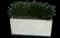 Yew Podocarpus — design image 10