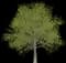 Katsura Tree — design image 4