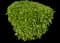 Laurustinus Viburnum — design image 14