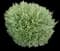 Rosemary — design image 12