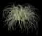 Carex EverColor® Everest — design image 1