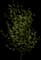 Bloodtwig Dogwood — design image 3