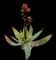Soap Aloe — design image 13