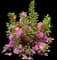 Satsuki Azalea — design image 3